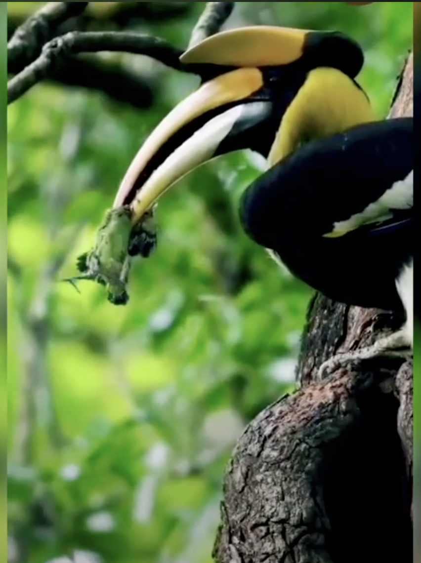 male Hornbill feeding chicks to the mother